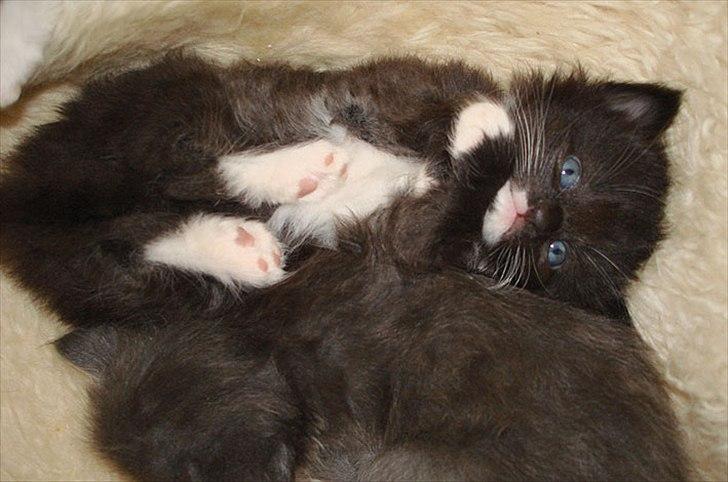 Norsk Skovkat Chrickie billede 4