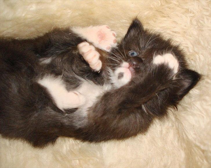 Norsk Skovkat Chrickie billede 5