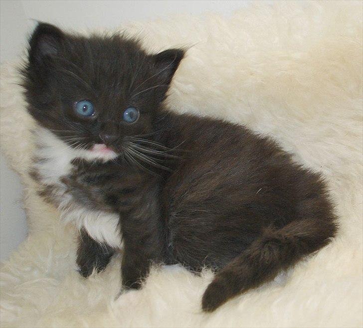 Norsk Skovkat Chrickie billede 6