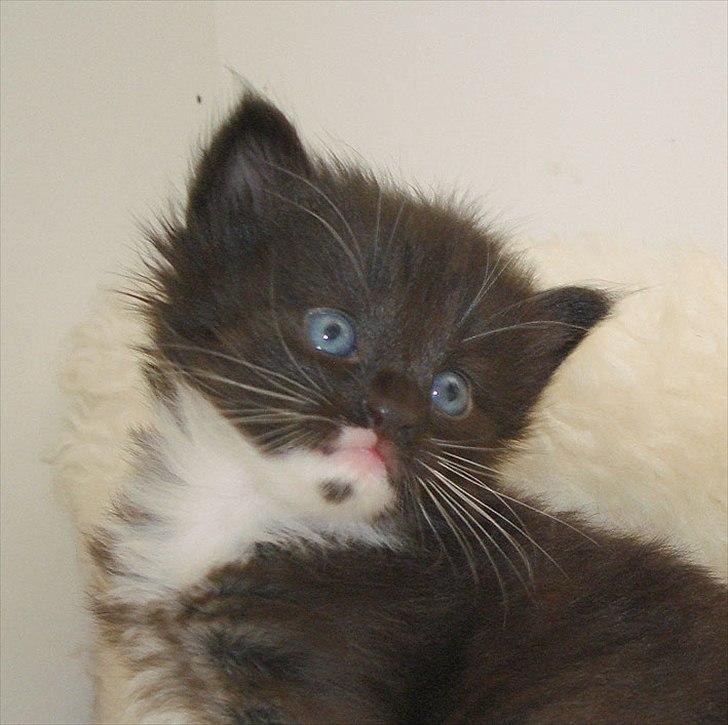 Norsk Skovkat Chrickie billede 7