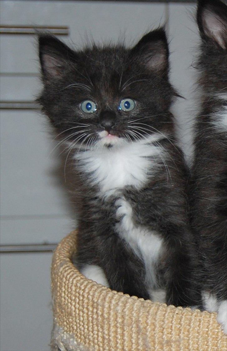 Norsk Skovkat Chrickie billede 8