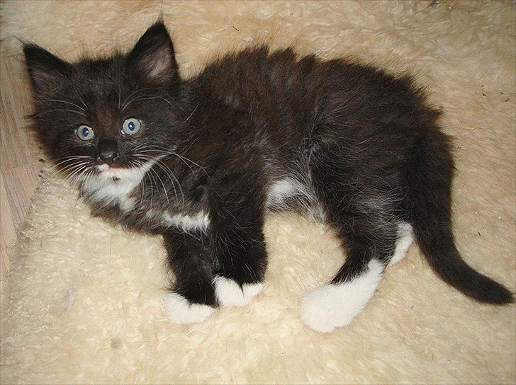 Norsk Skovkat Chrickie billede 9