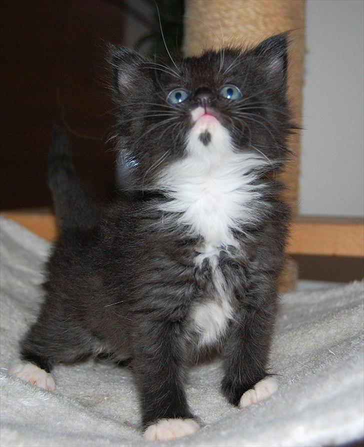 Norsk Skovkat Chrickie billede 10