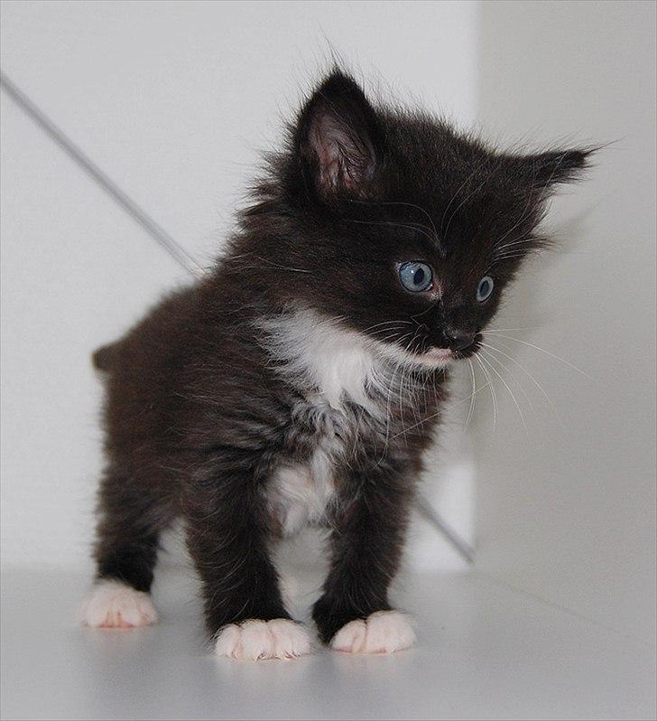 Norsk Skovkat Chrickie billede 11