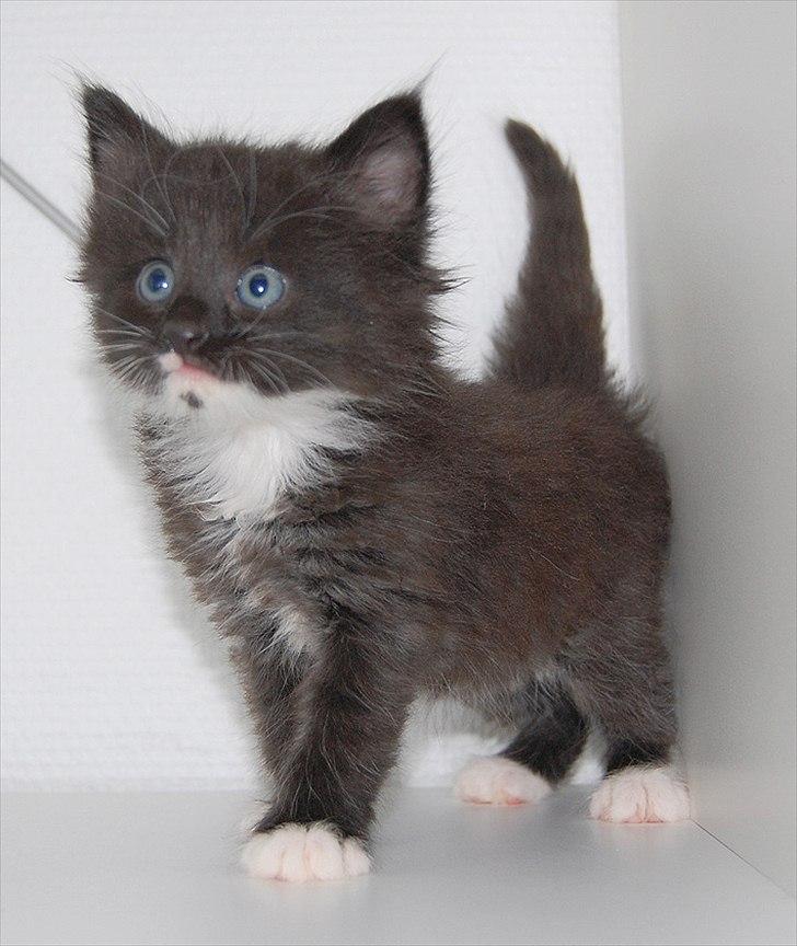 Norsk Skovkat Chrickie billede 12