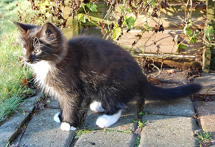 Norsk Skovkat Chrickie billede 13