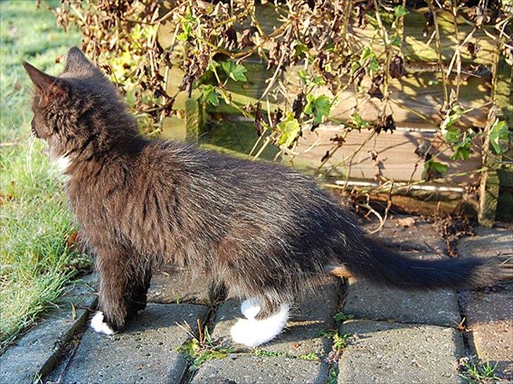 Norsk Skovkat Chrickie billede 14