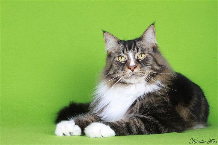 Maine Coon Gismo PP billede 8