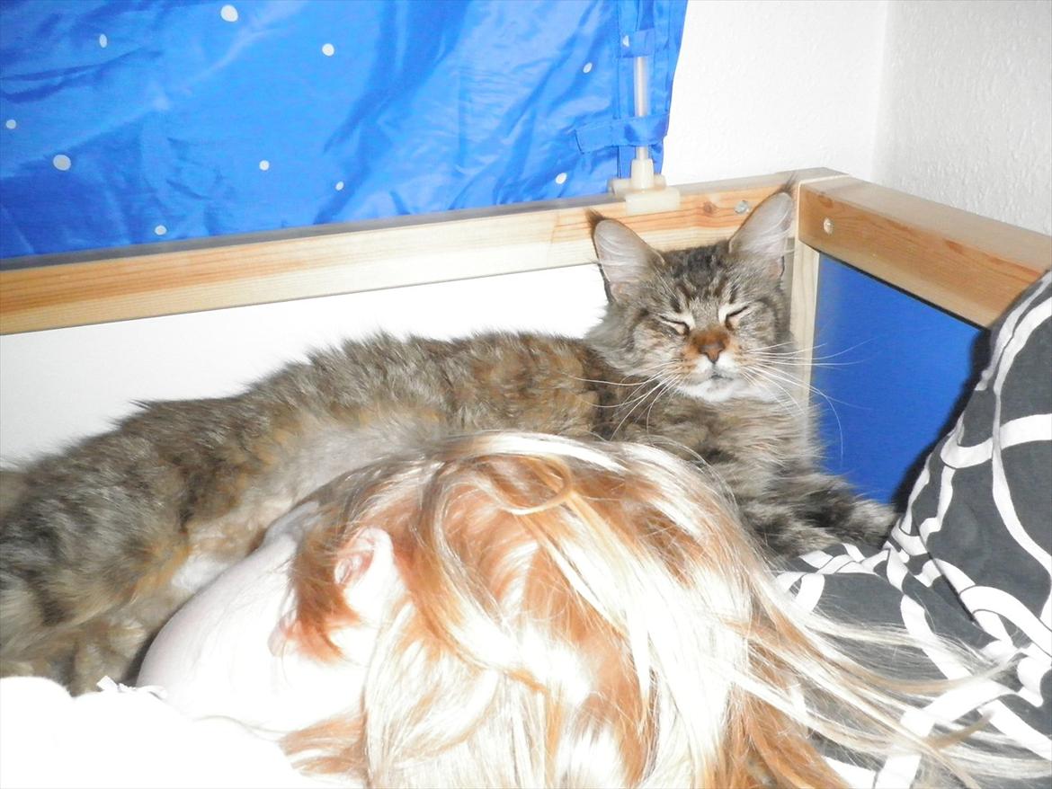 Maine Coon Honny - Min yngste datter sover trygt når Honny  holder trolde og andre fæle drømmeforstyrrer væk :-)   billede 6