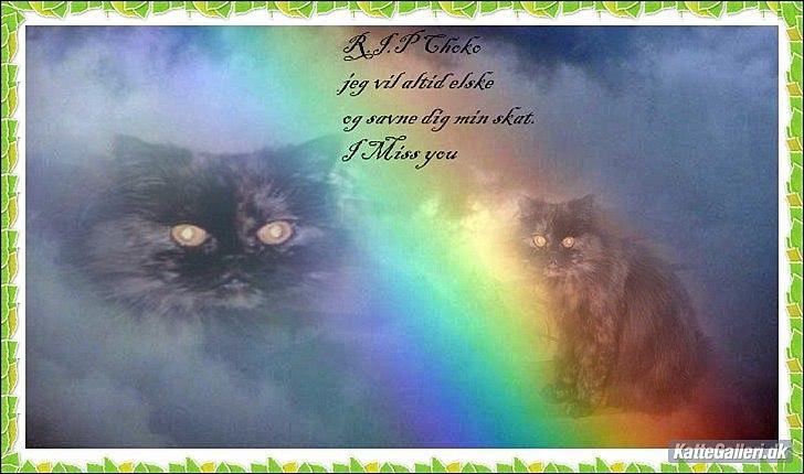 Perser Choko R.I.P. - Et mindesbillede af min Choko mis.. 

Lavet af Dorthe S til mig <3 billede 2