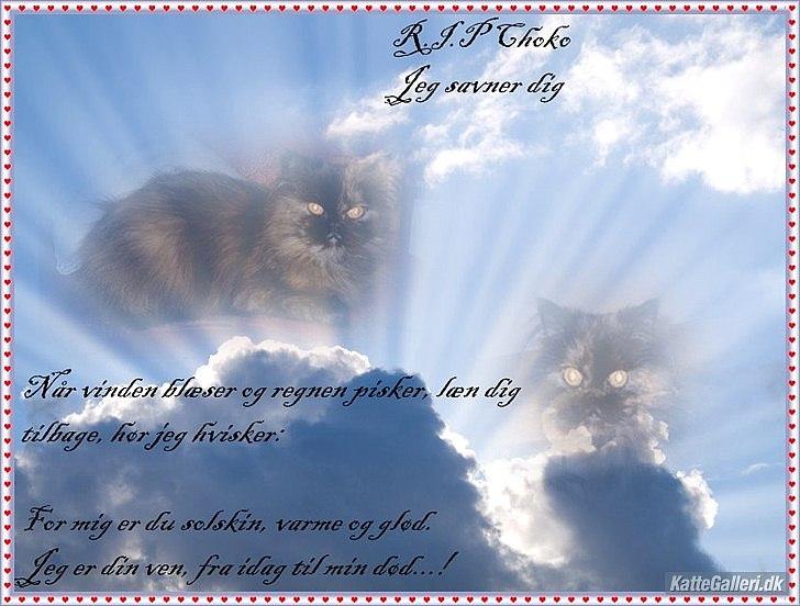 Perser Choko R.I.P. - Endnu et mindesbillede <3
Savner dig skatte mis billede 3