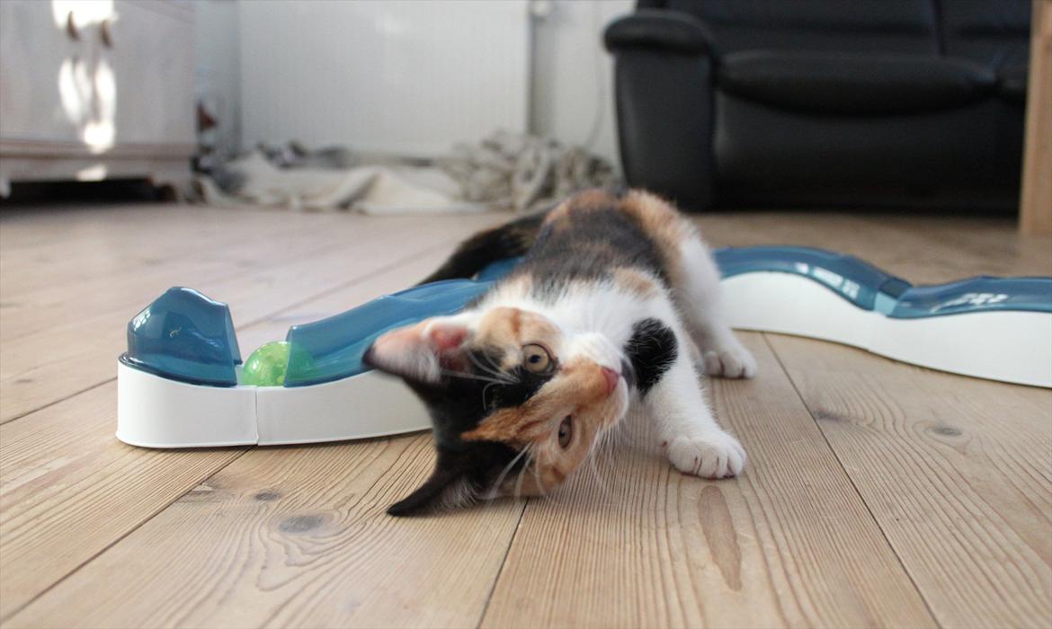 Blanding af racer Liva billede 6