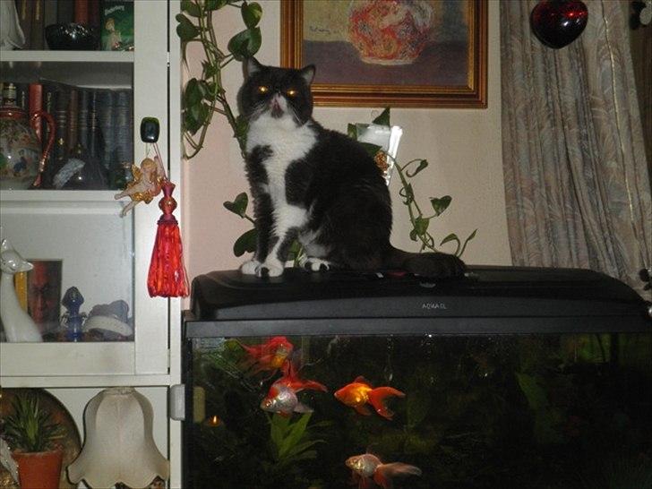 Exotic Bubu billede 7