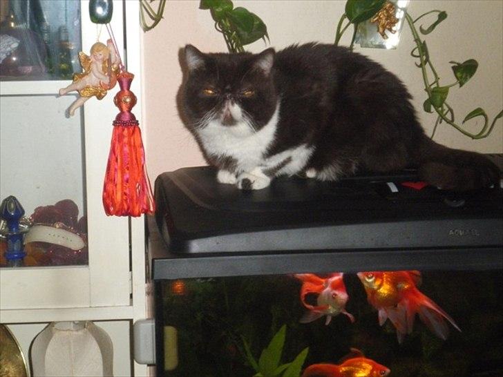 Exotic Bubu billede 8