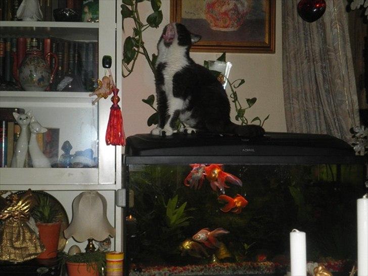 Exotic Bubu billede 9