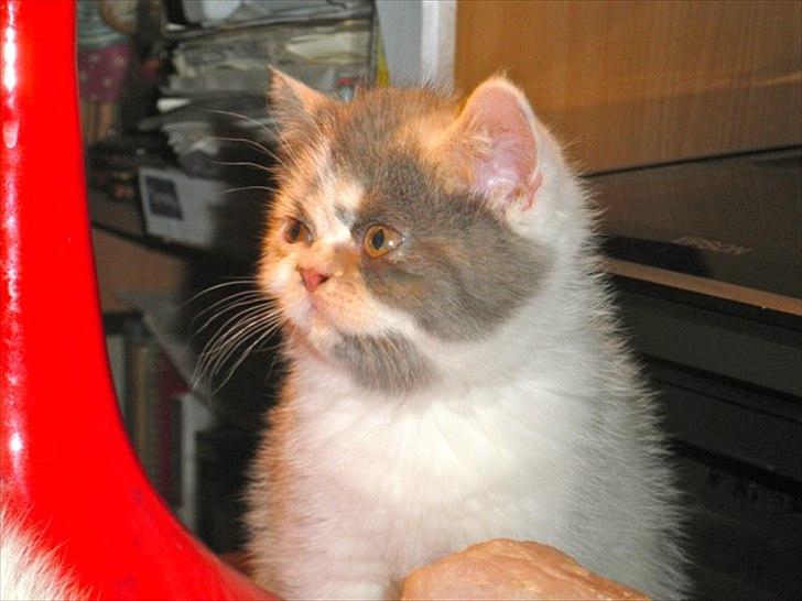 Exotic Rocha billede 2