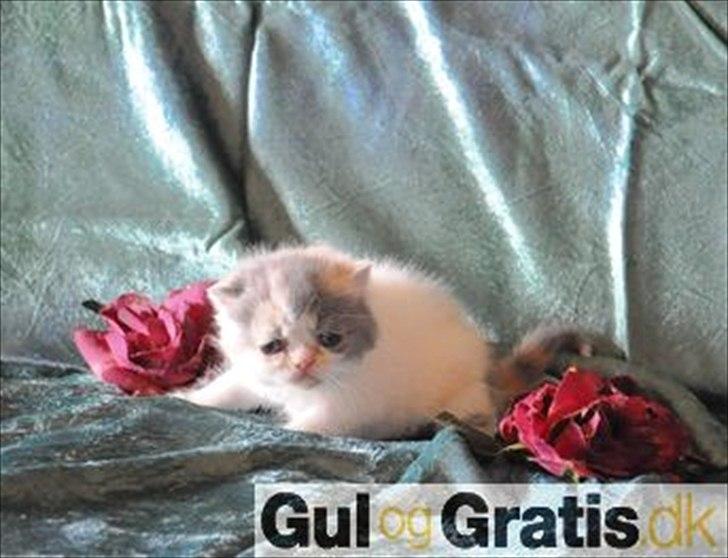 Exotic Rocha billede 3