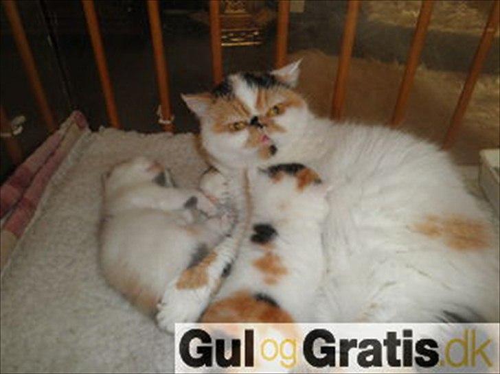 Exotic Rocha billede 4