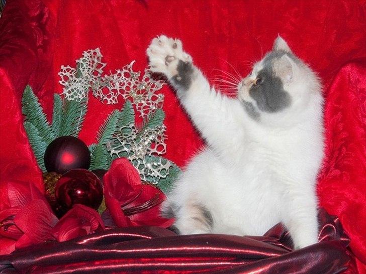 Exotic Rocha billede 5