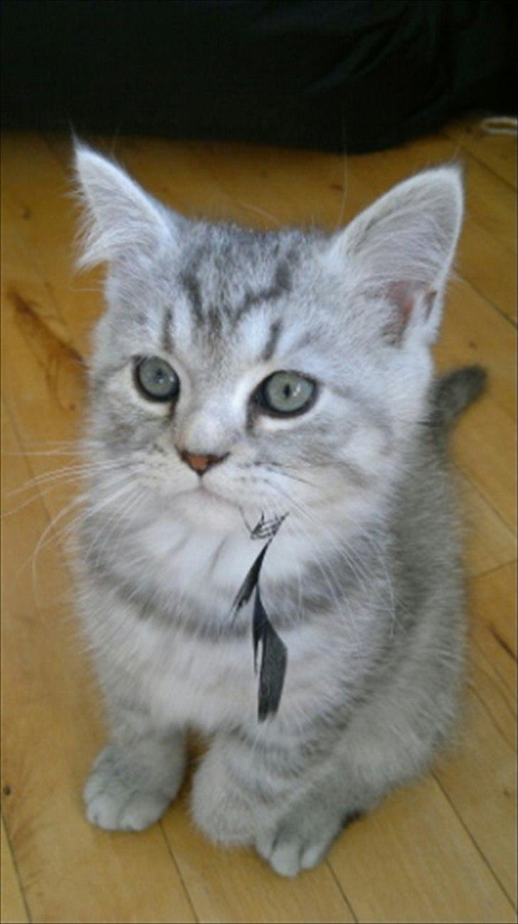 Blanding af racer Boris billede 20