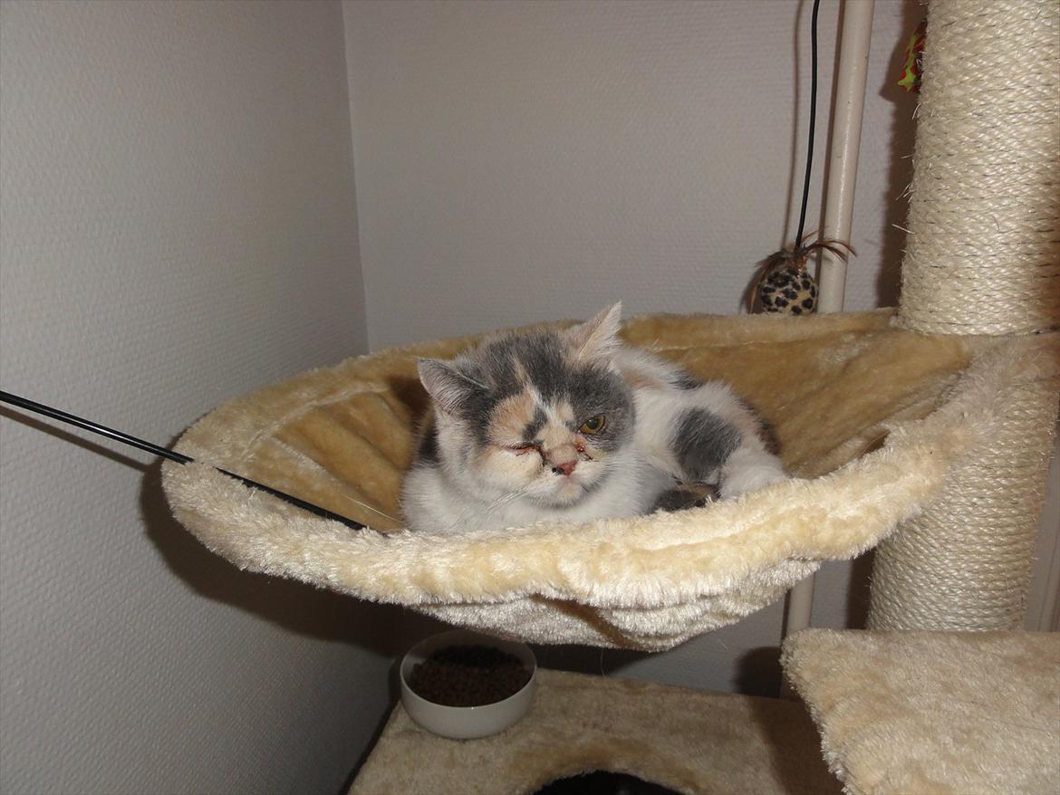 Exotic Rocha billede 6