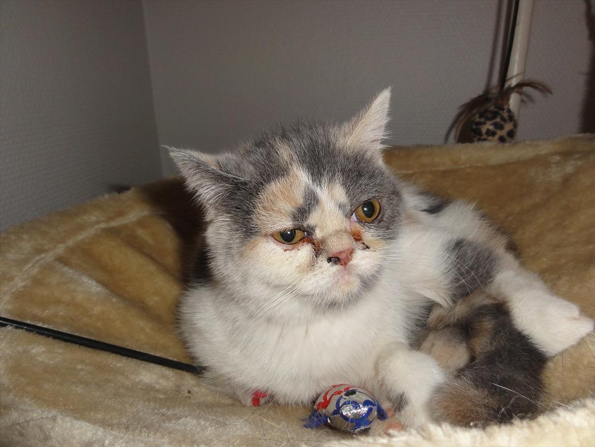 Exotic Rocha billede 7