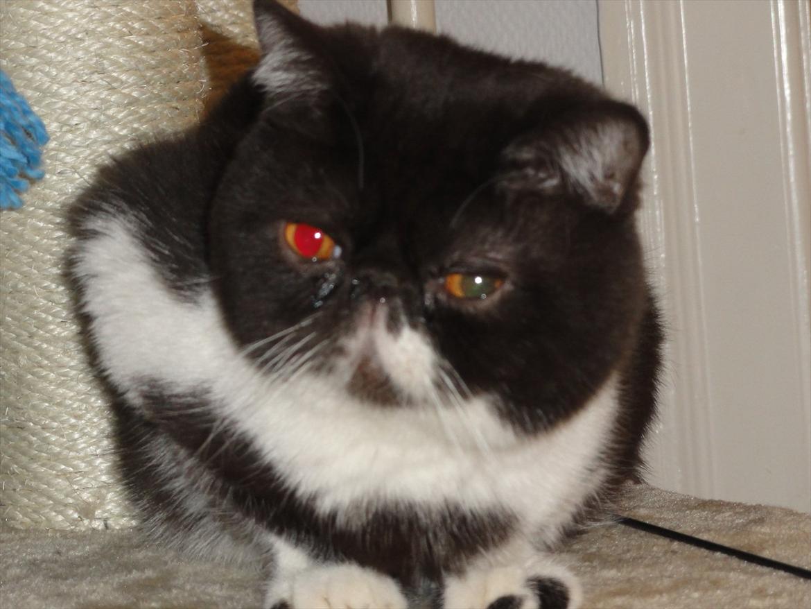 Exotic Bubu billede 2