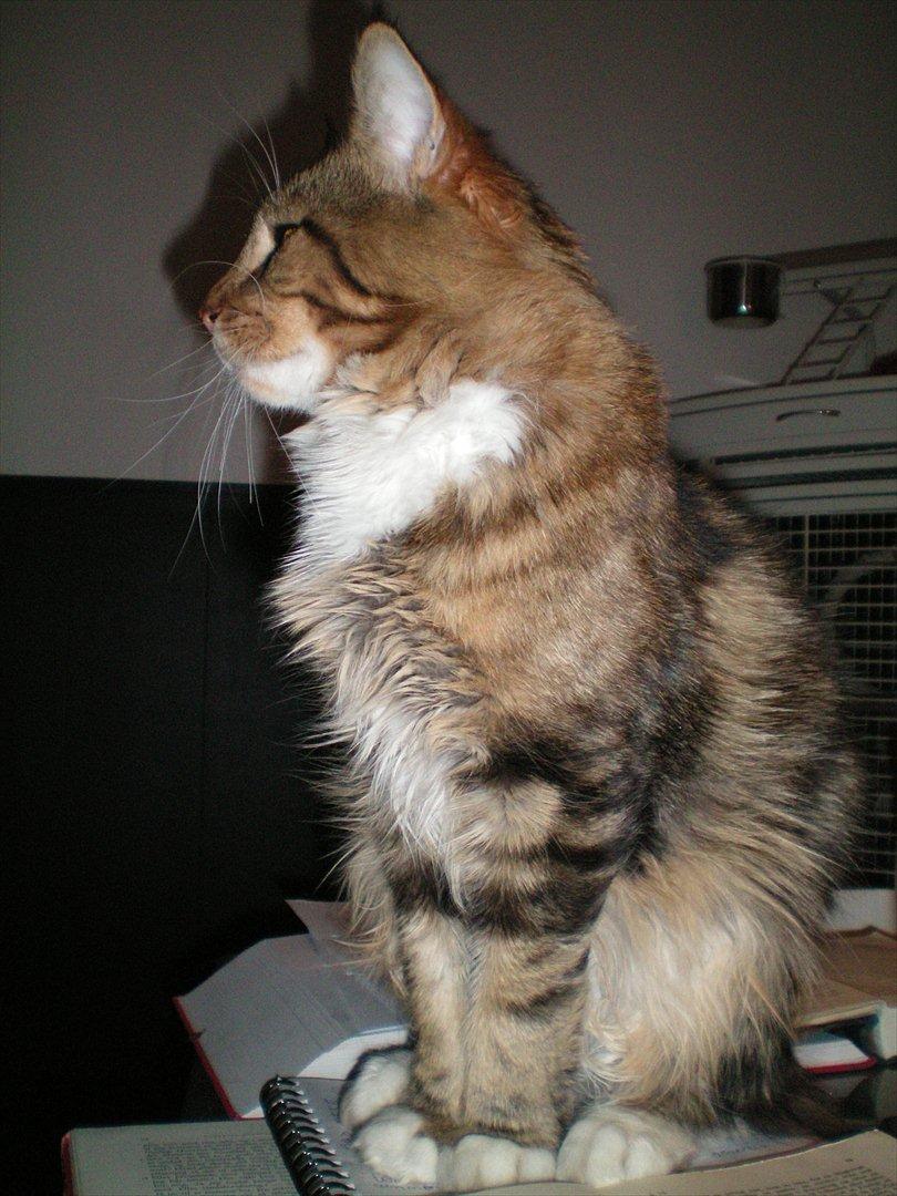 Maine Coon Noah #NoahBoah# - Hvordan kan man dog koncentrere sig om at lave SRP, når man har sådan en bedårende hankat sidde på sine bøger? :D billede 20