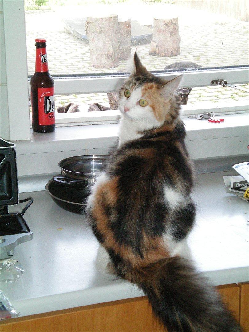 Maine Coon Malou #Malle# billede 13