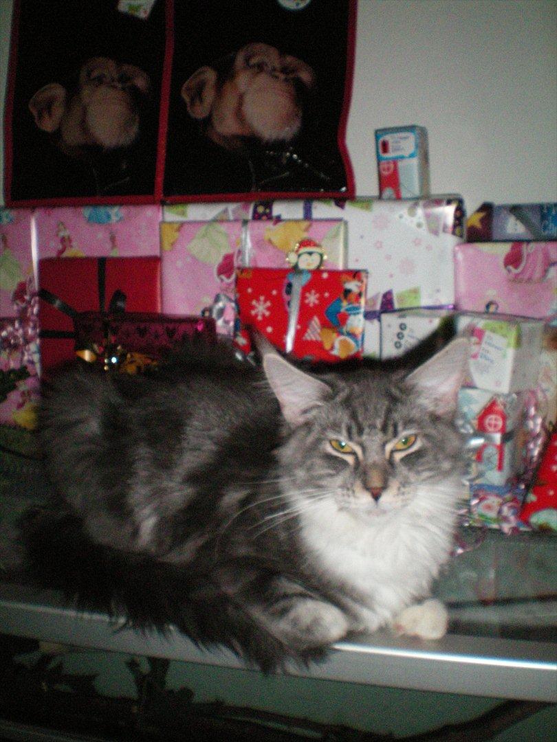 Maine Coon Aeneas #Neas# - Aeneas siger glædelig jul 2011. :D billede 17