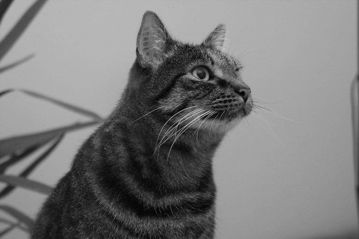 Huskat Bastian - Et af de sidste billeder jeg fik taget af min skønne basse.. billede 1