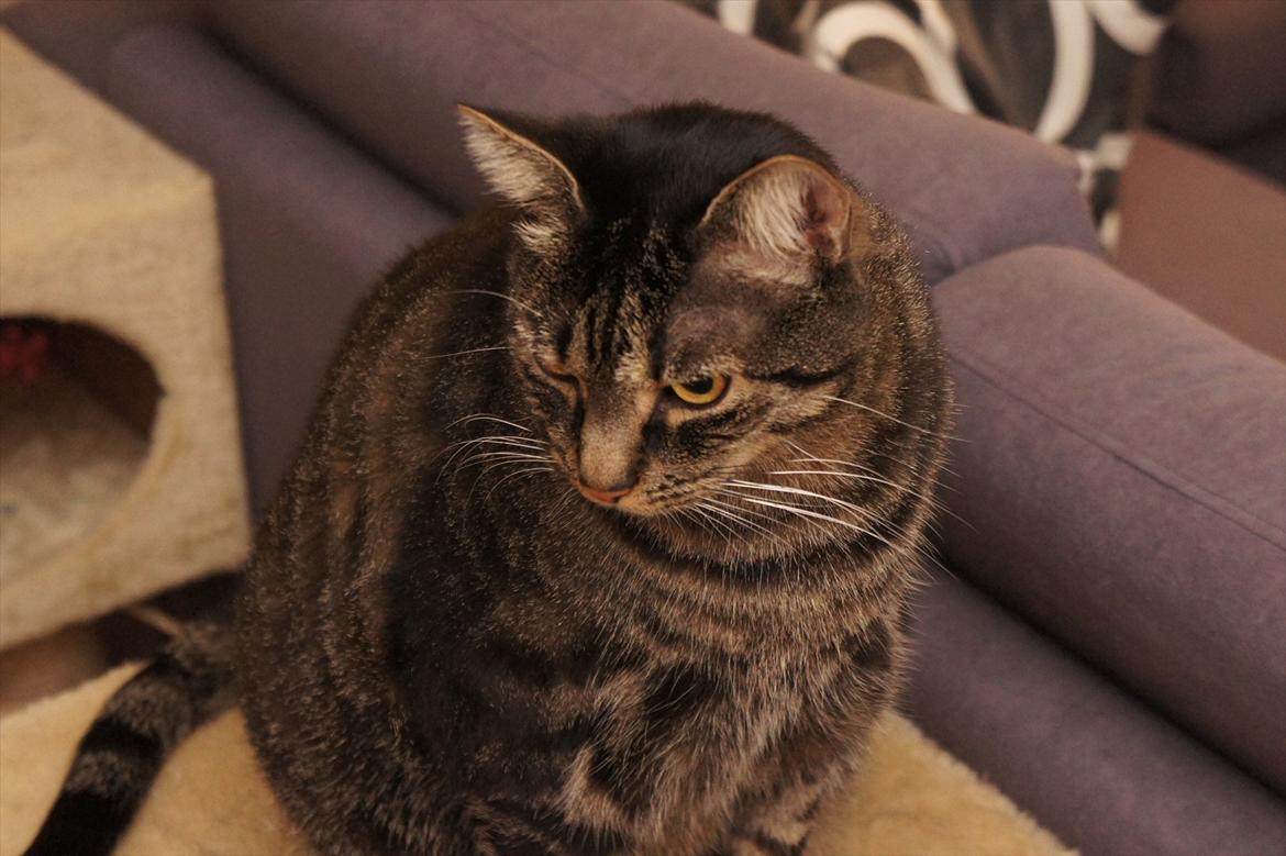 Huskat Bastian billede 3