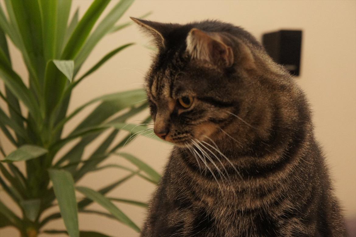 Huskat Bastian billede 4