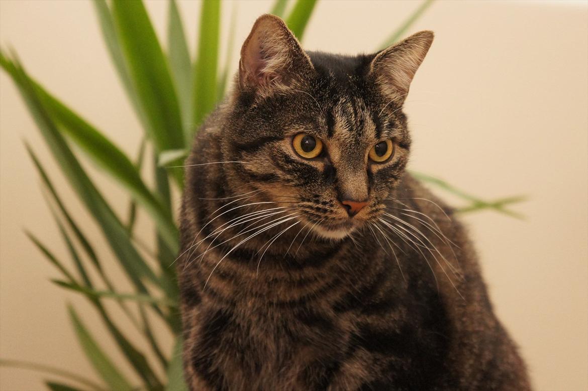 Huskat Bastian billede 2