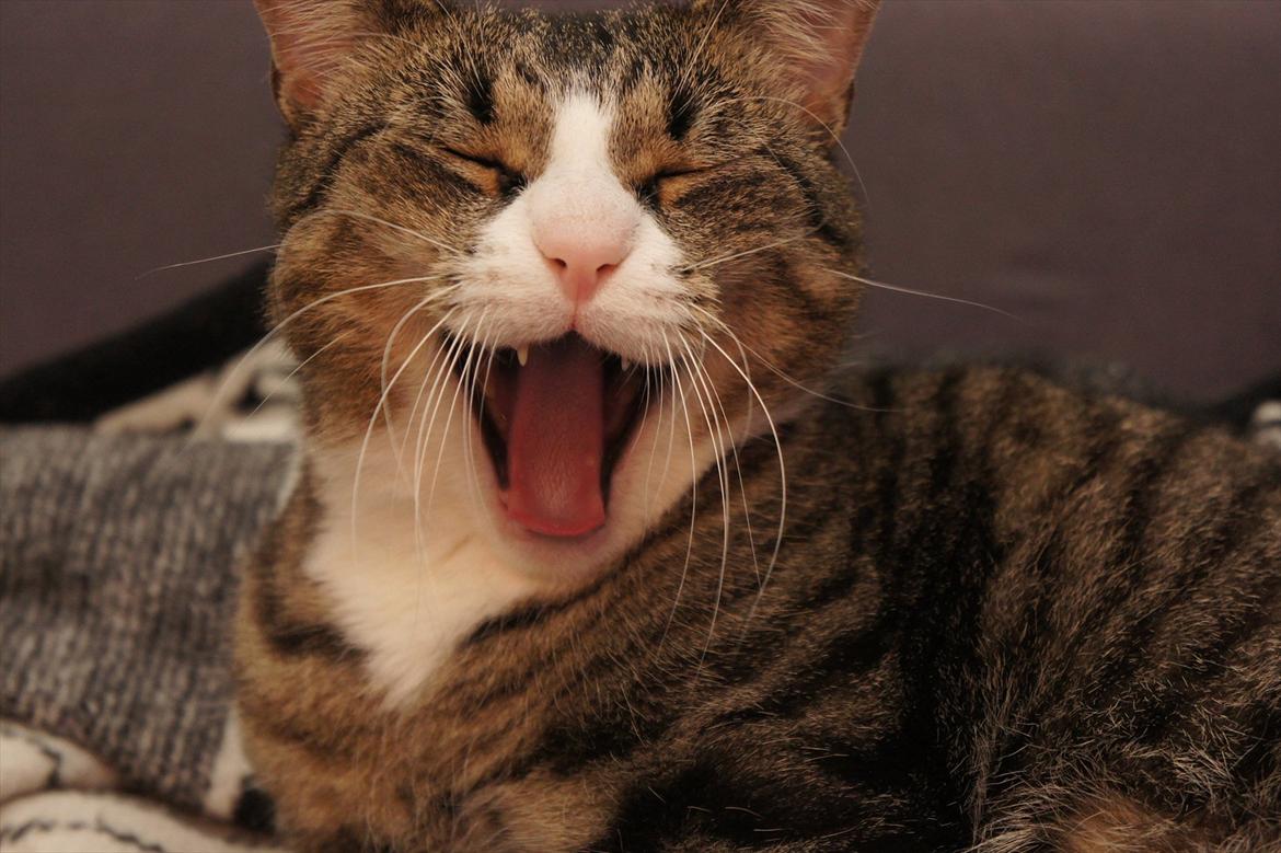 Huskat Oliver billede 2