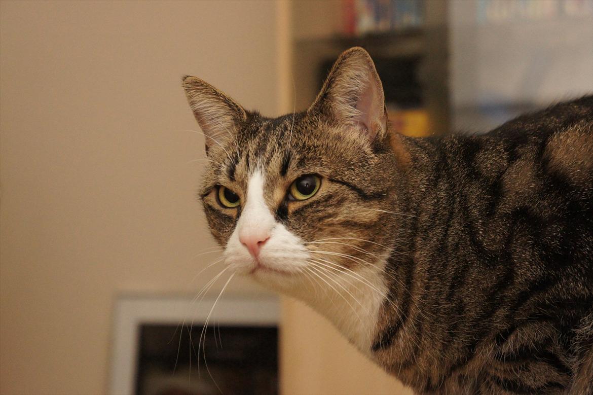 Huskat Oliver billede 3