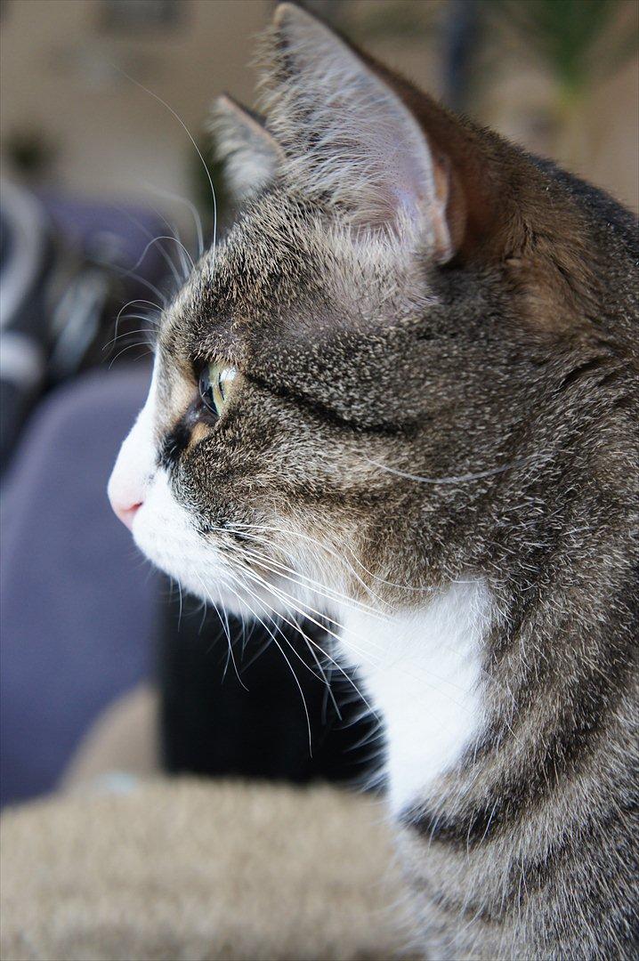 Huskat Oliver billede 15