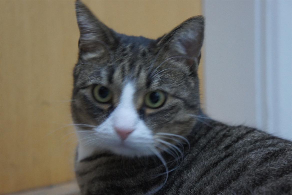 Huskat Oliver billede 16