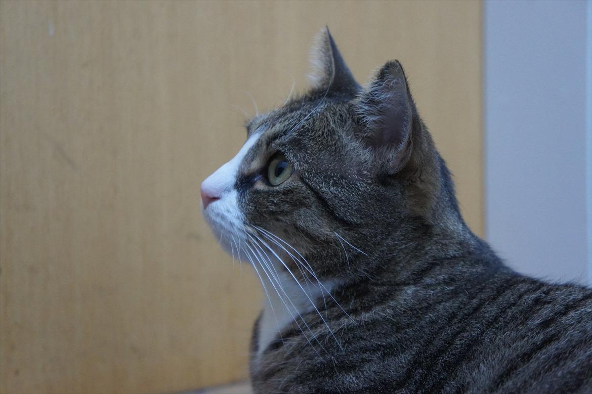 Huskat Oliver billede 17