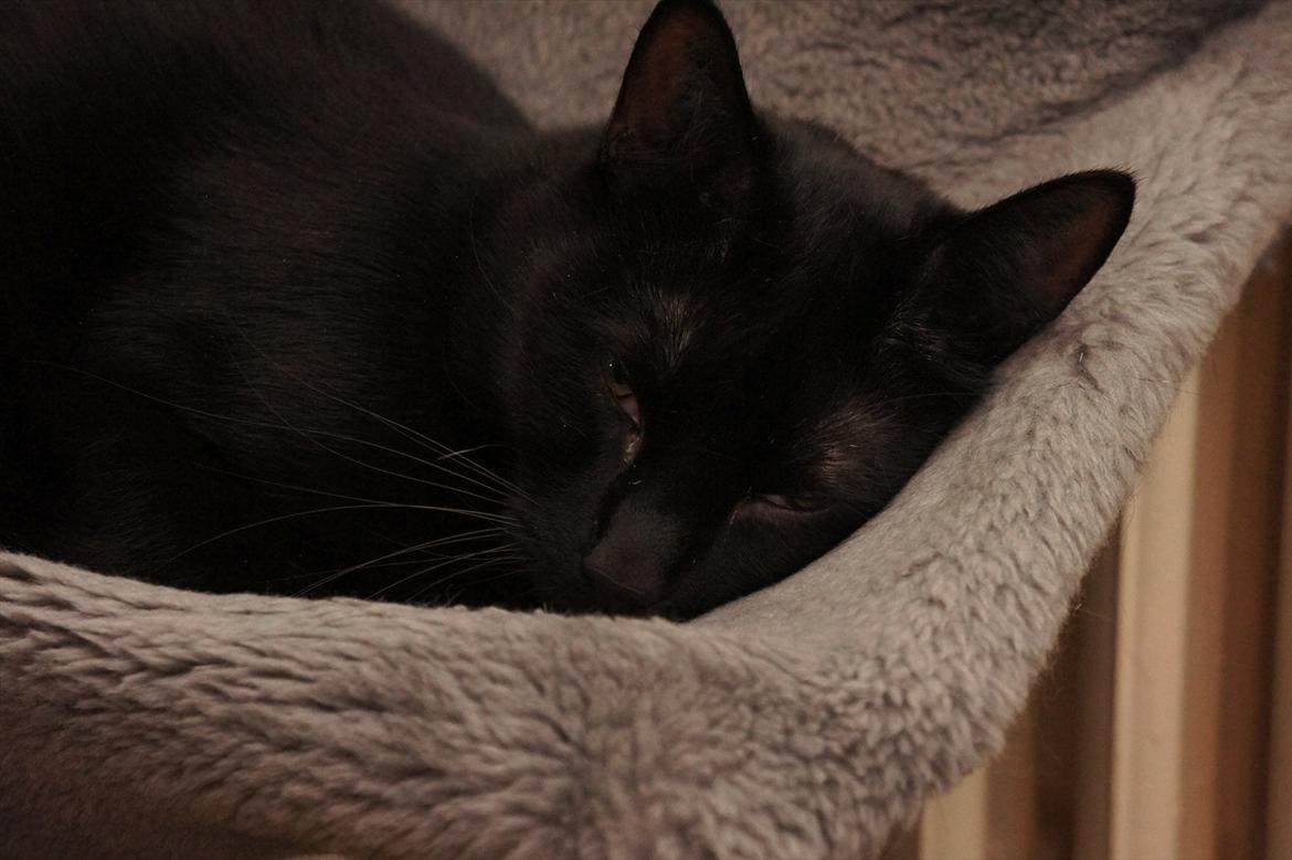 Huskat Batman billede 5