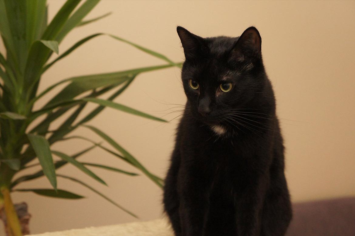 Huskat Batman billede 1