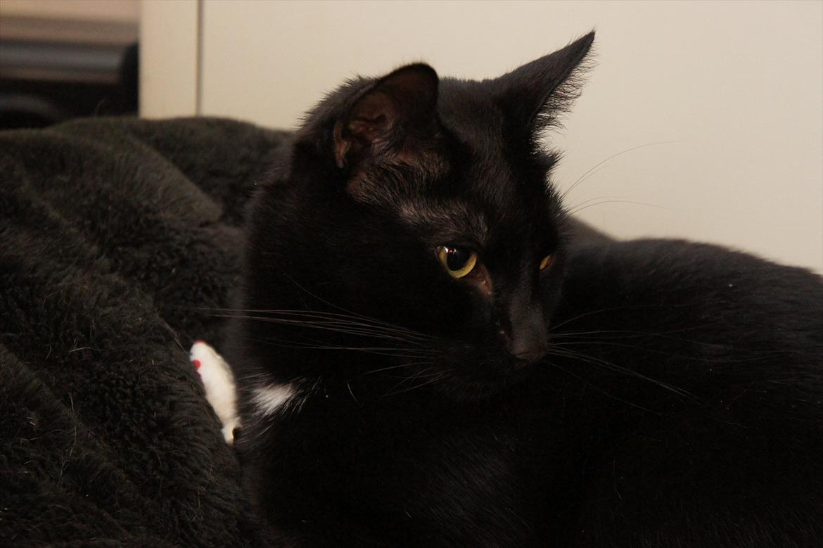 Huskat Batman billede 8