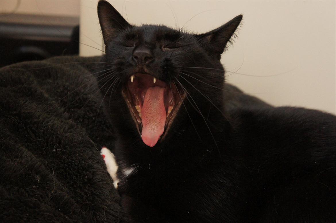 Huskat Batman billede 2