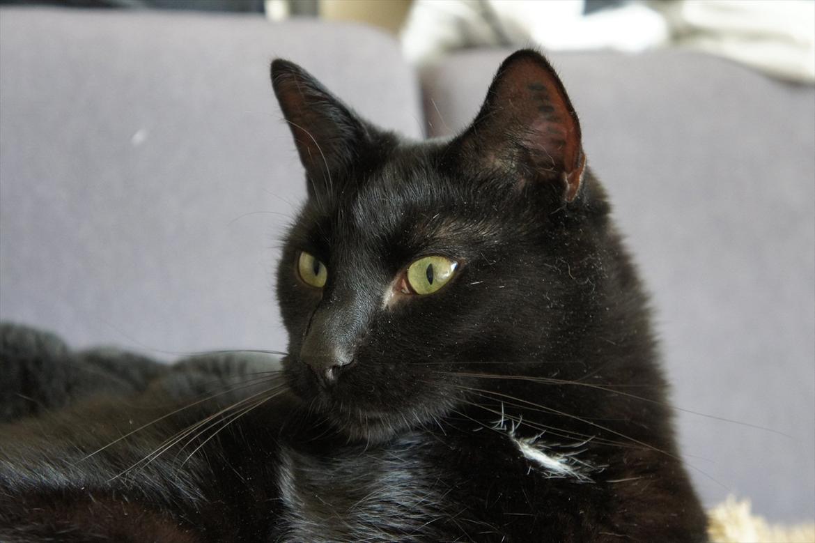 Huskat Batman billede 9