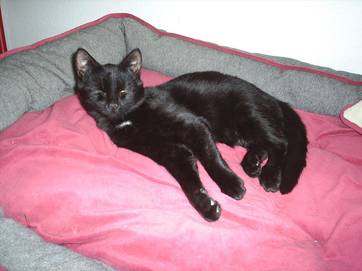 Huskat Batman billede 11