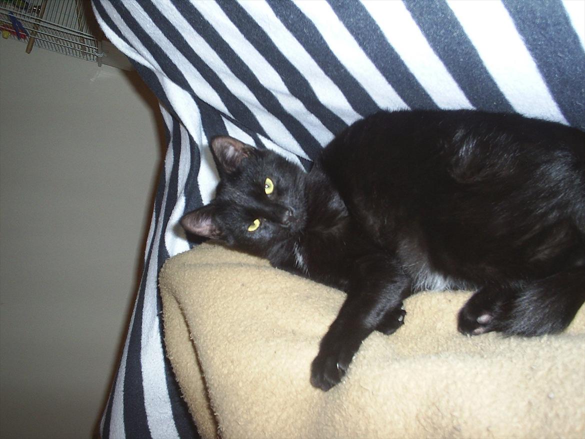 Huskat Batman billede 12