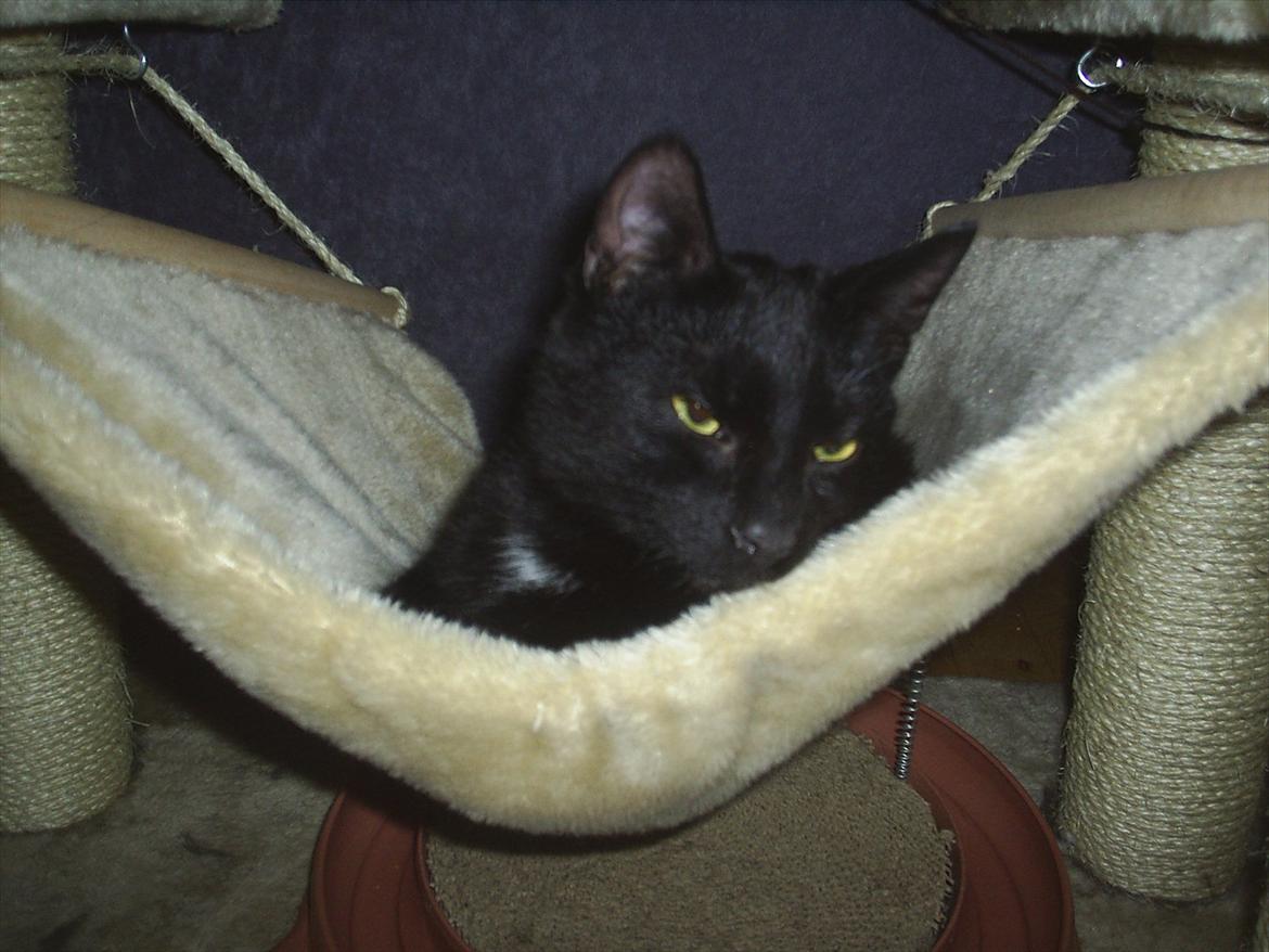 Huskat Batman billede 3