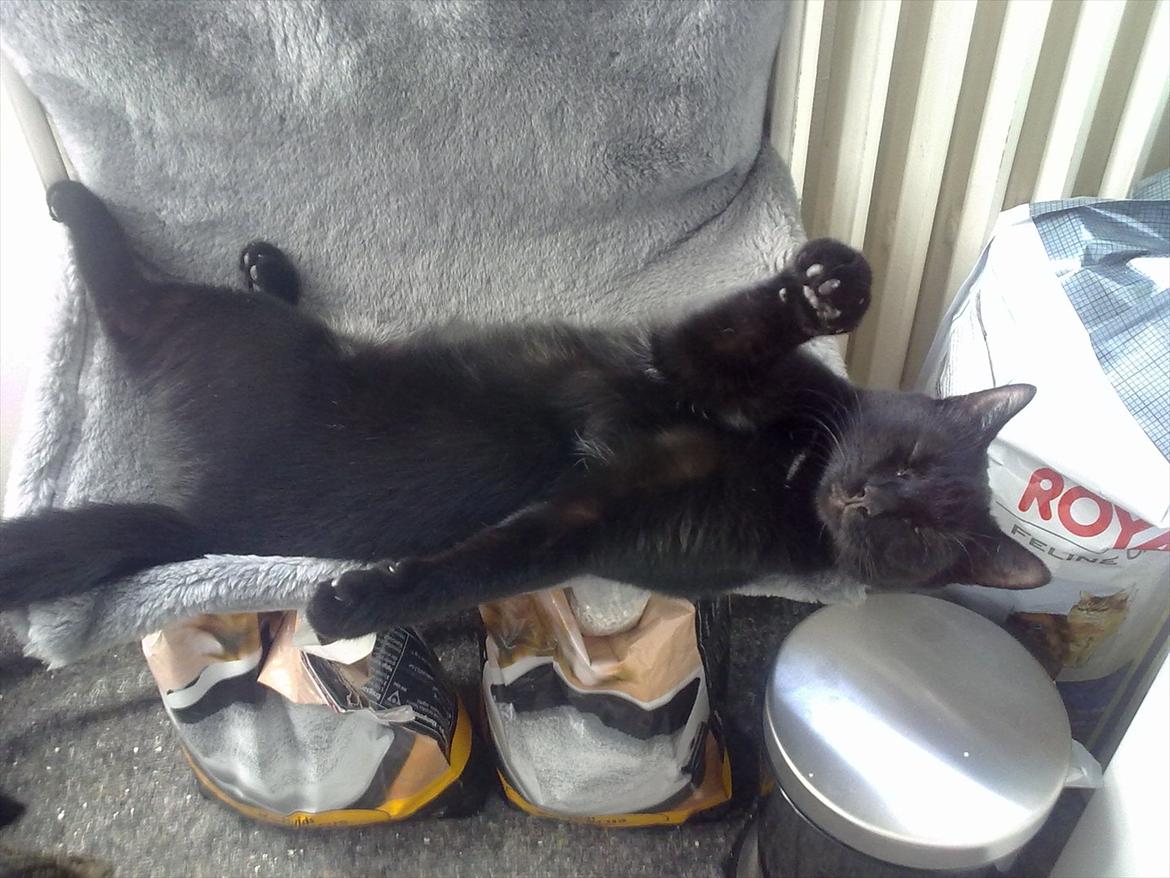 Huskat Batman billede 6