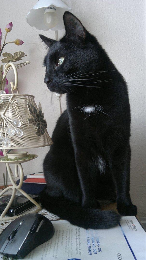 Huskat Batman billede 7