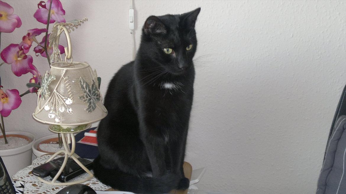 Huskat Batman billede 4